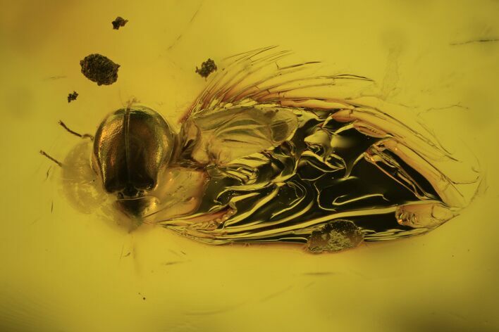 Detailed Fossil Beetle (Coleoptera) In Baltic Amber #109514